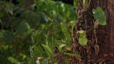 close-up of a green vine growing on a tree trunk