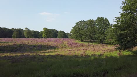 Cycling-through-blooming-heathland-in-national-park-De-Meinweg,-Netherlands,-4k60-footage