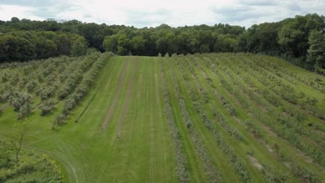 Drone-flying-over-rows-of-Apple-trees-growing-in-an-orchard,-Minnesota