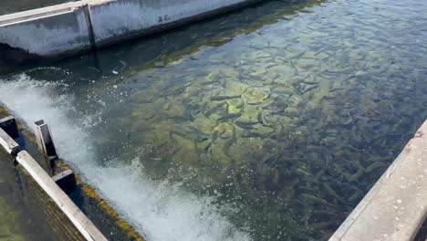 fillmore fish hatchery in fillmore, california