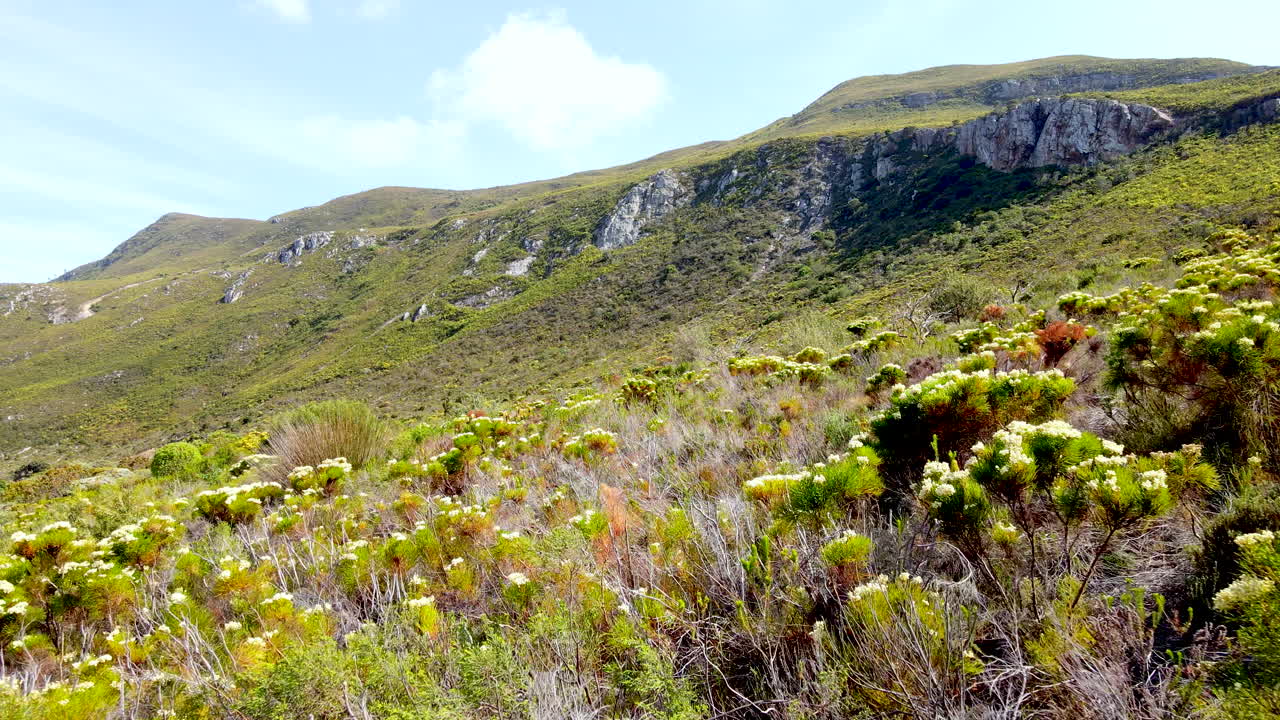Low drone flight over native fynbos vegetation on Western Cape mountainside