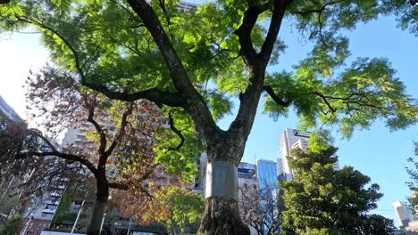 tree with city buildings in the background