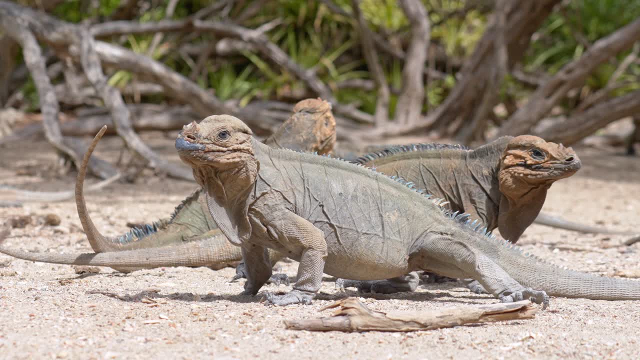 iguanas del desierto en el árido desierto de la república dominicana