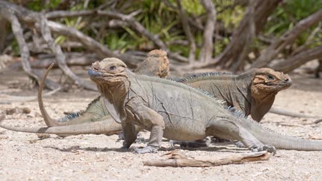 Wüstenleguane-In-Der-Trockenen-Wildnis-Der-Dominikanischen-Republik