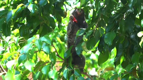 Pequeño-Y-Curioso-Tití-Común,-Trepando-A-Un-árbol-Frondoso,-Preguntándose-Por-Los-Alrededores,-De-Repente-Dejó-Caer-Un-Trozo-De-Fruta-De-Su-Garra-Y-Se-Sintió-Decepcionado,-Tiro-De-Cerca-De-La-Vida-Silvestre