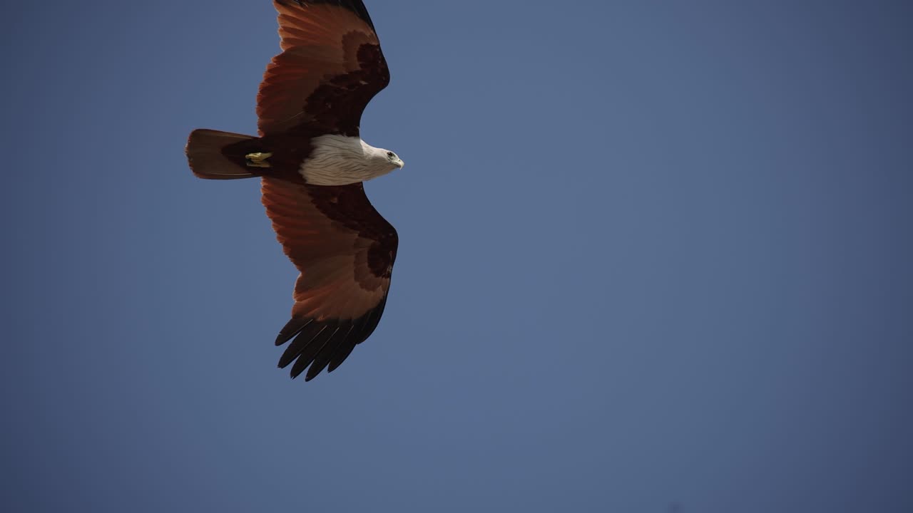 águila flotando sobre el cielo para cazar peces