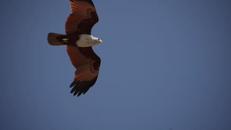 Adler,-Der-über-Dem-Himmel-Schwebt,-Um-Fische-Zu-Jagen