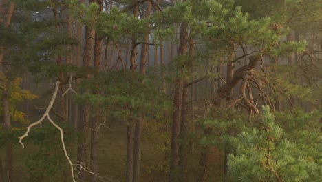 drone aerial view of forest in early morning