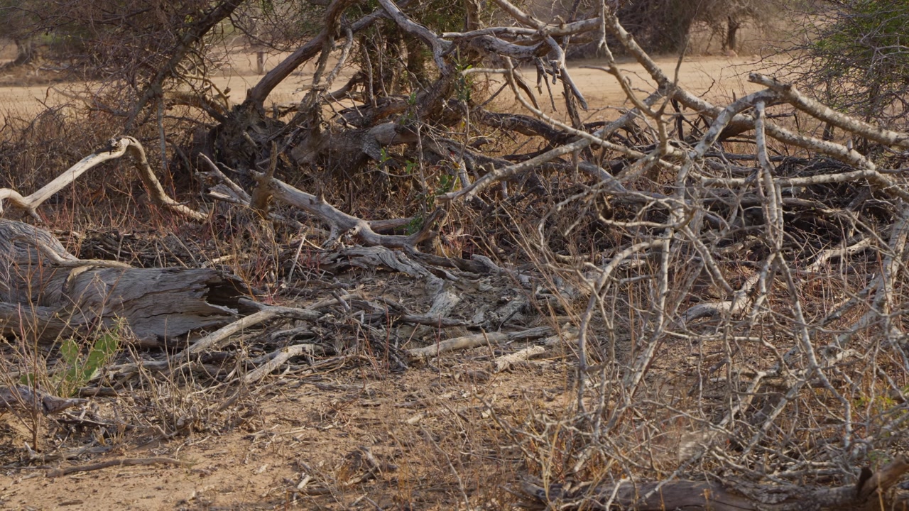 Kruger National Park microhabitat left pan across dead branches, fallen timber and dry savanna ground cover, highlighting arid texture, habitat detail and natural decay in South Africa.