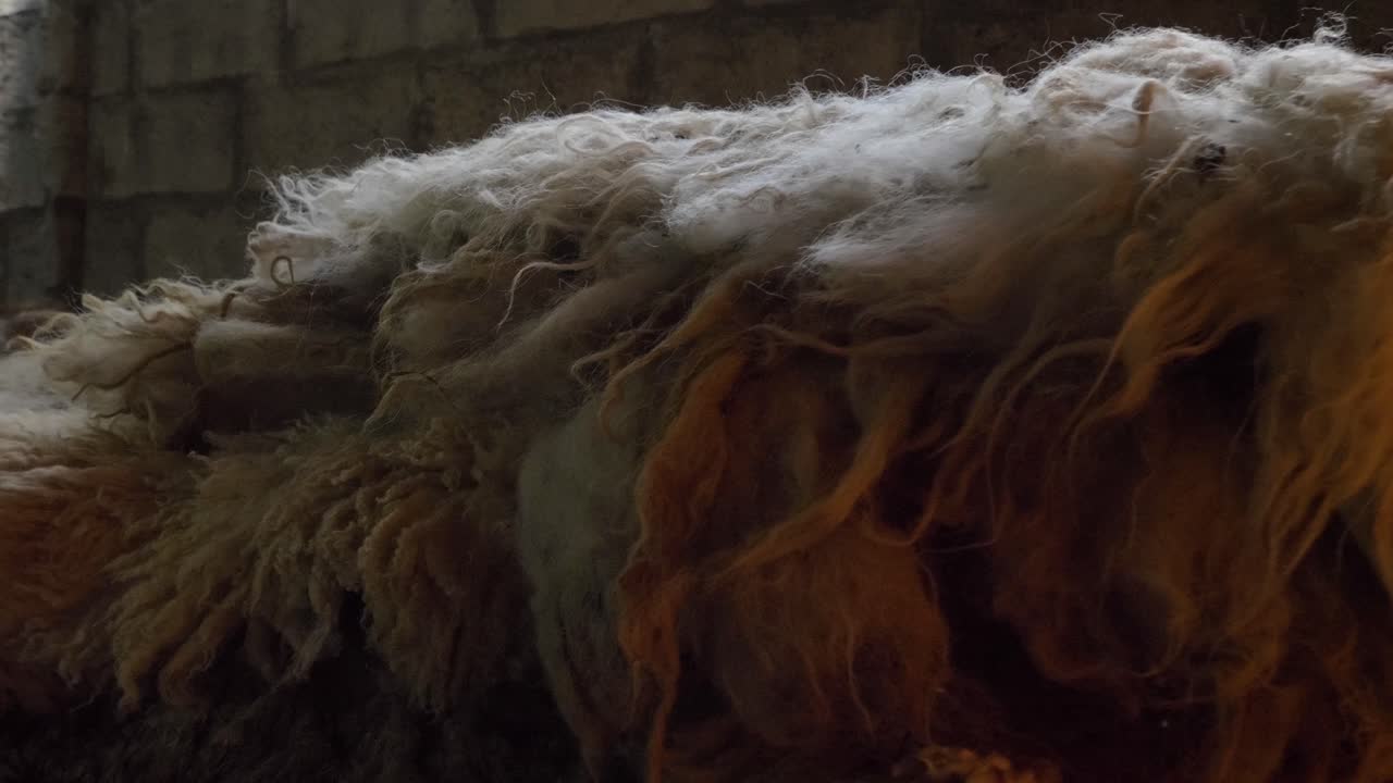 スタッフに並べた羊皮の細部