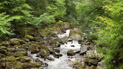 una cascada que fluye rodeada de exuberante vegetación