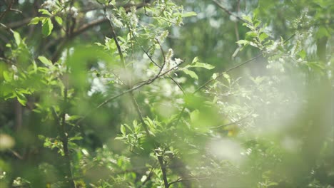 Pussy-willow-tree-Catkins-seeds-rack-focus-Spring-sunshine