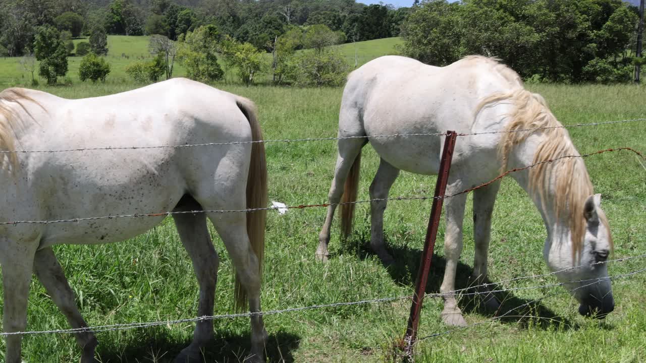 dos caballos pastando pacíficamente en un pasto verde