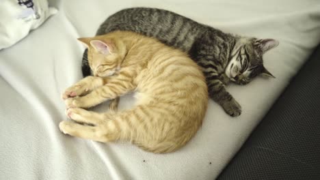 Two young sleeping cats, HD