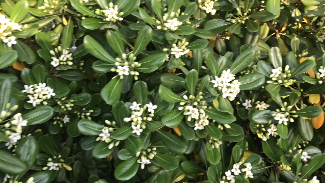 Observing a close-up view of a laurel cherry blossom in Lovran, Croatia