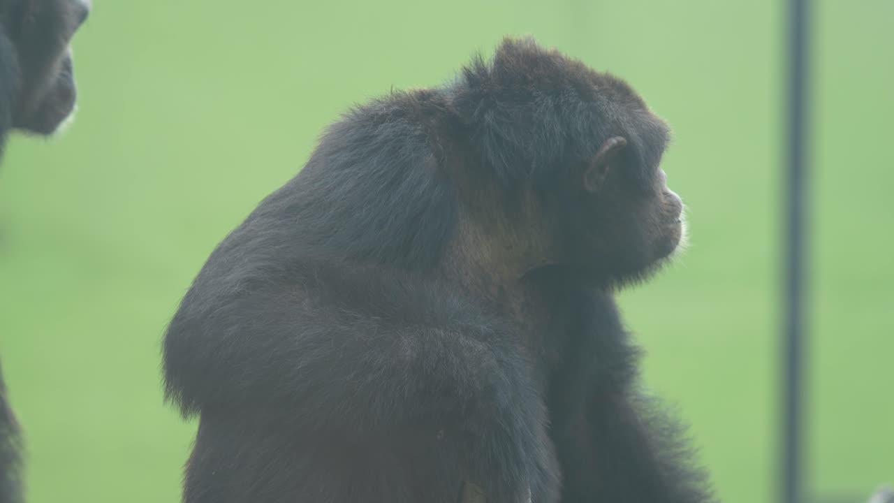 Il gorilla nello zoo