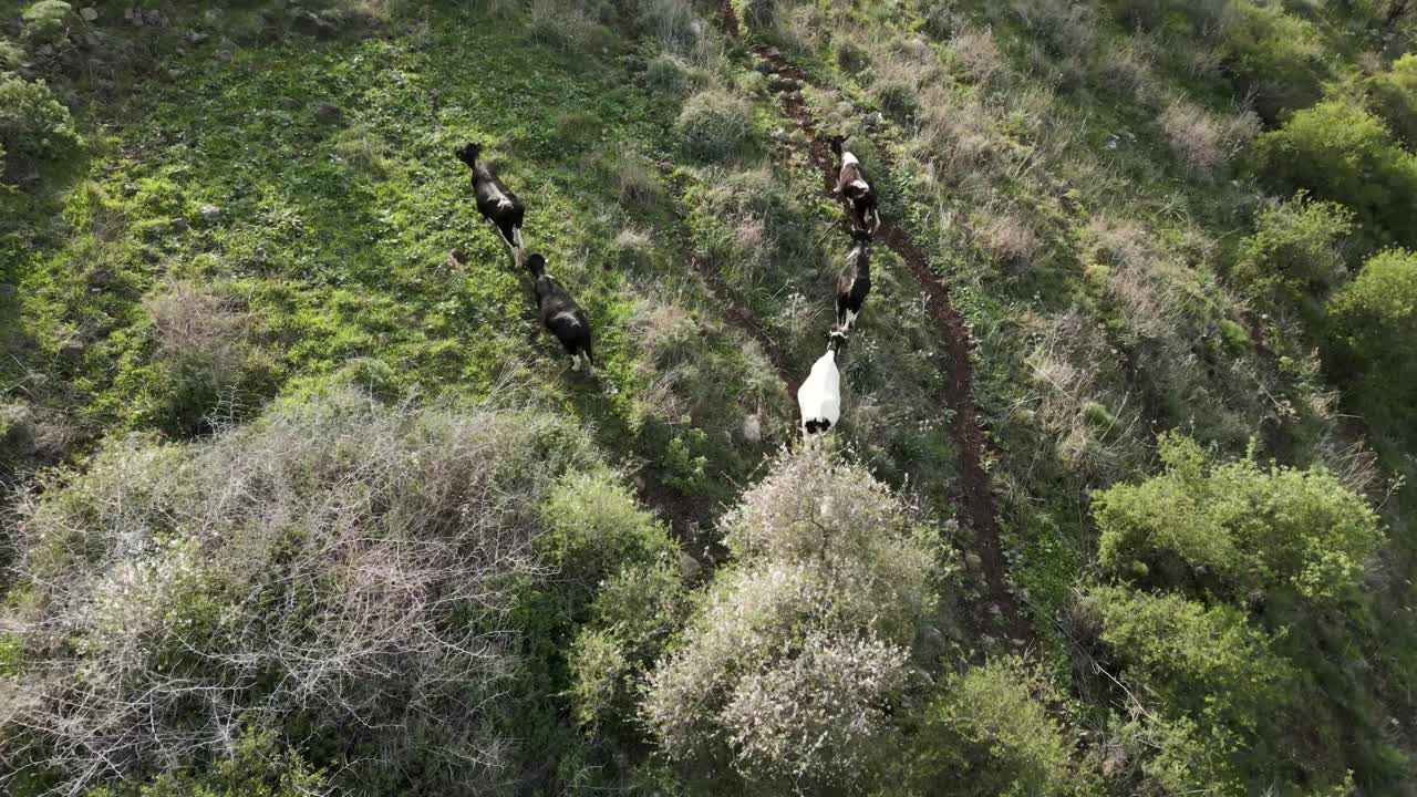 Cows, Aerial drone footage of cows running freely across the lush Golan Heights landscape, showcasing natural herd movement patterns in this distinctive Middle Eastern terrain, cattle in nature