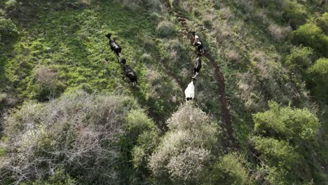 cows, aerial drone footage of cows running freely across the lush golan heights landscape, showcasing natural herd movement patterns in this distinctive middle eastern terrain, cattle in nature