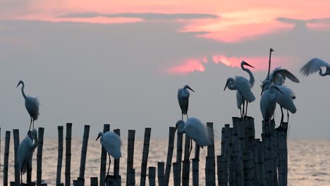 the great egret, also known as the common egret or the large egret