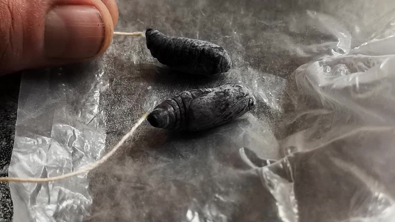 dedo tocando inmaduros delicado capullo de polilla larva apego mientras se mueve