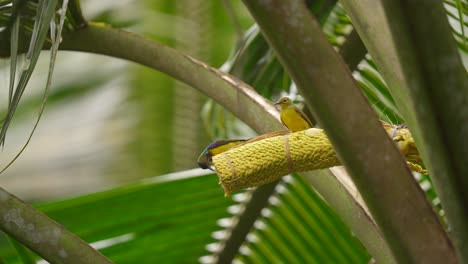 pájaro del sol de garganta marrón sentado mientras come en el árbol de coco