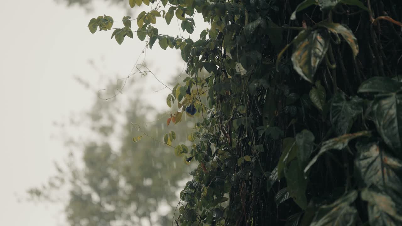 코스타리카 정글의 폭우