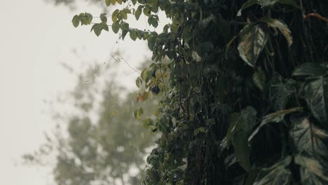 fuertes lluvias en la selva de costa rica