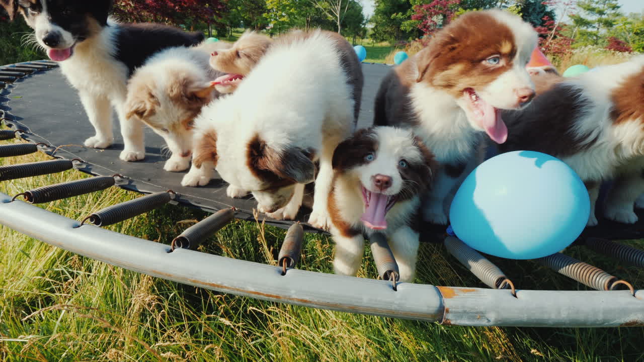 작은 재미있는 강아지 파티 공과 모자가 있는 애완 동물 그룹