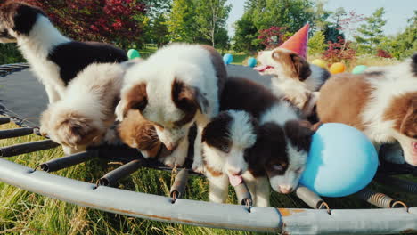 party of little funny puppies group of pets with balls and caps