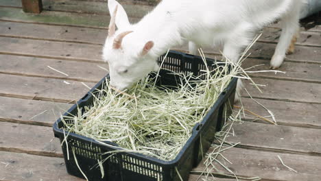 Ein-Lamm,-Das-Gras-Aus-Einem-Korb-Frisst---Nahaufnahme