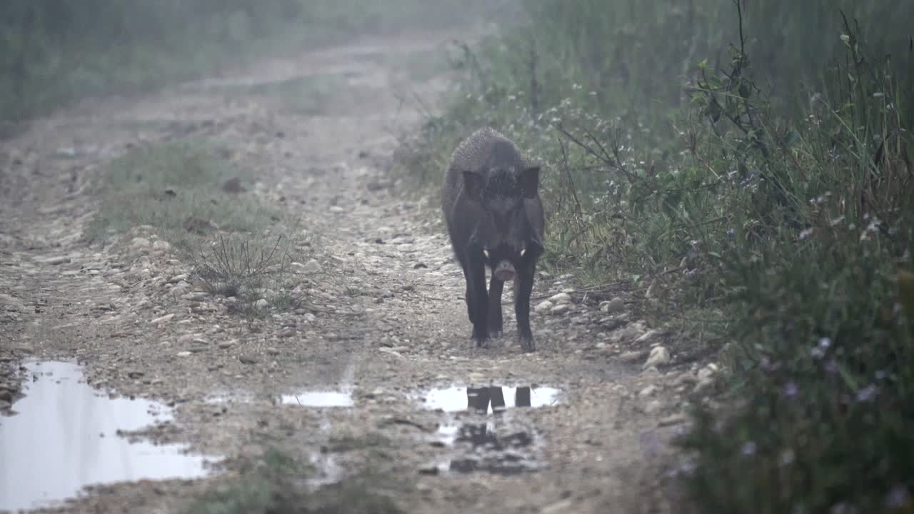 Un cinghiale che cammina su una strada sterrata nella nebbia e nella luce del primo mattino.