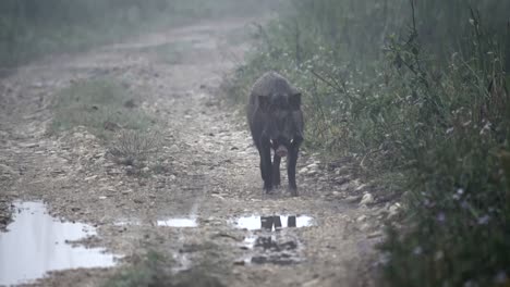 Ein-Wildschwein,-Das-Im-Nebel-Und-Licht-Des-Frühen-Morgens-Auf-Einer-Unbefestigten-Straße-Spazieren-Geht