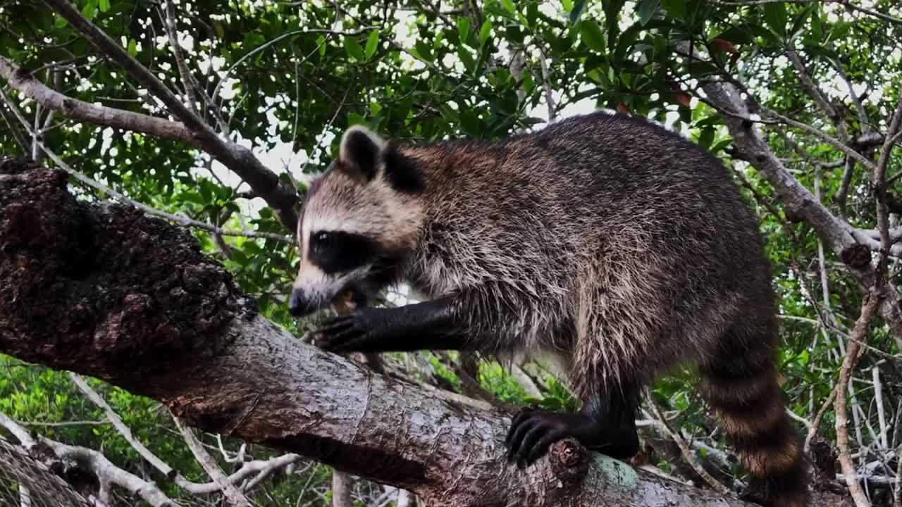 mapache tomando un bocadillo en los manglares de los everglades de florida