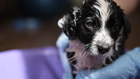 frightened little dog takes a bath. grooming salon. cleaning animals from fleas and ticks. pets