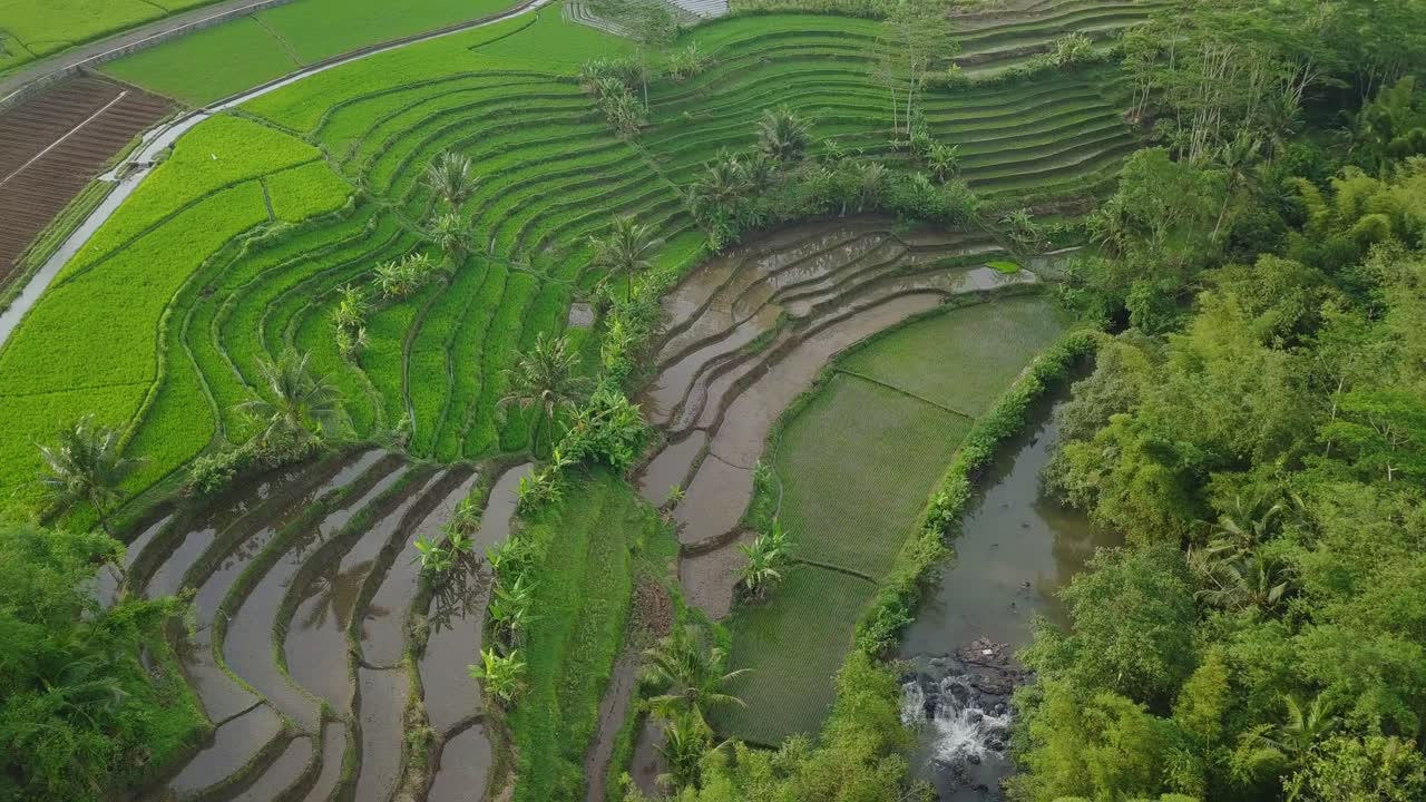 paisaje aéreo de un campo de arroz en terrazas cubierto por una planta de arroz verde con algunos cocoteros en el campo de indonesia