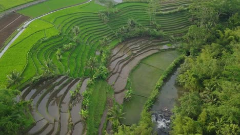 Paisaje-Aéreo-De-Un-Campo-De-Arroz-En-Terrazas-Cubierto-Por-Una-Planta-De-Arroz-Verde-Con-Algunos-Cocoteros-En-El-Campo-De-Indonesia