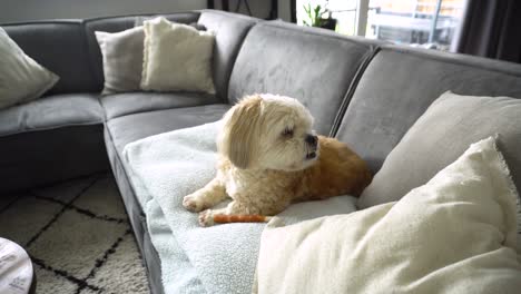 mixed-breed shih tzu boomer dog jumps off sofa