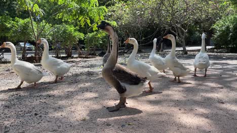 Herde-Von-Gänsen,-Die-Zusammen-Gehen.-Heimische-Vögel