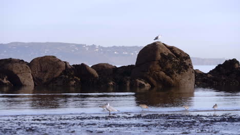 sea gulls on the lough, one perching on a rock, in a town in southern ireland - wide shot