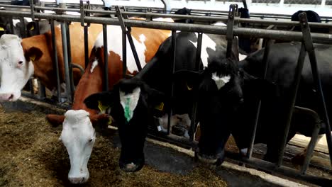 a row of dairy cows, feeding