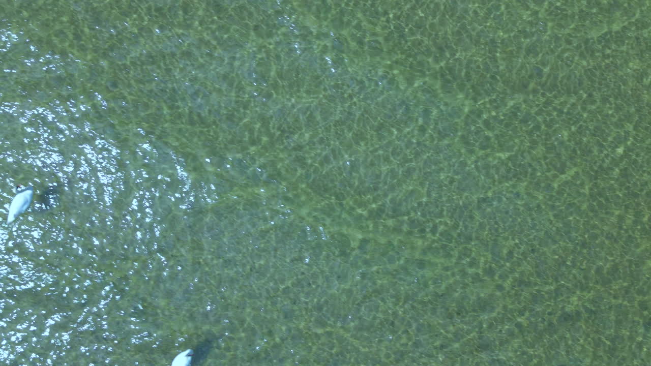 Aerial Over Clear Waters With White Gulls Resting As Slow Waves Past By. Top Down View, Slow Motion