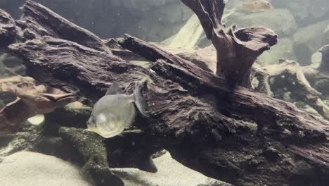 beautiful iridescent fish swims in dirty water with tree trunks and and branches