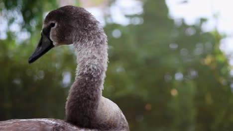 close up of juvenile mute swan - cygnus olor - grooming itself by the side of the river