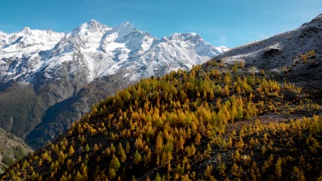 aerial flyover over a forest with yellow larches in the valais region of swiss alp at the peak of golden autumn with a view of snow-capped nadelhorn, dom and taschhorn in the distance