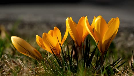 Zooming-in-closeup-of-live-yellow-crocus