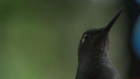 Macro-Primer-Plano-De-Una-Hermosa-Cara-De-Colibrí-Bebiendo-Néctar,-Hermoso-Pico-Y-Plumas