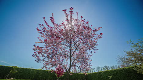 Tiro-De-Lapso-De-Tiempo-De-La-Luz-Del-Sol-En-Movimiento-Detrás-De-Un-Hermoso-árbol-Rosa-En-El-Cielo-Azul