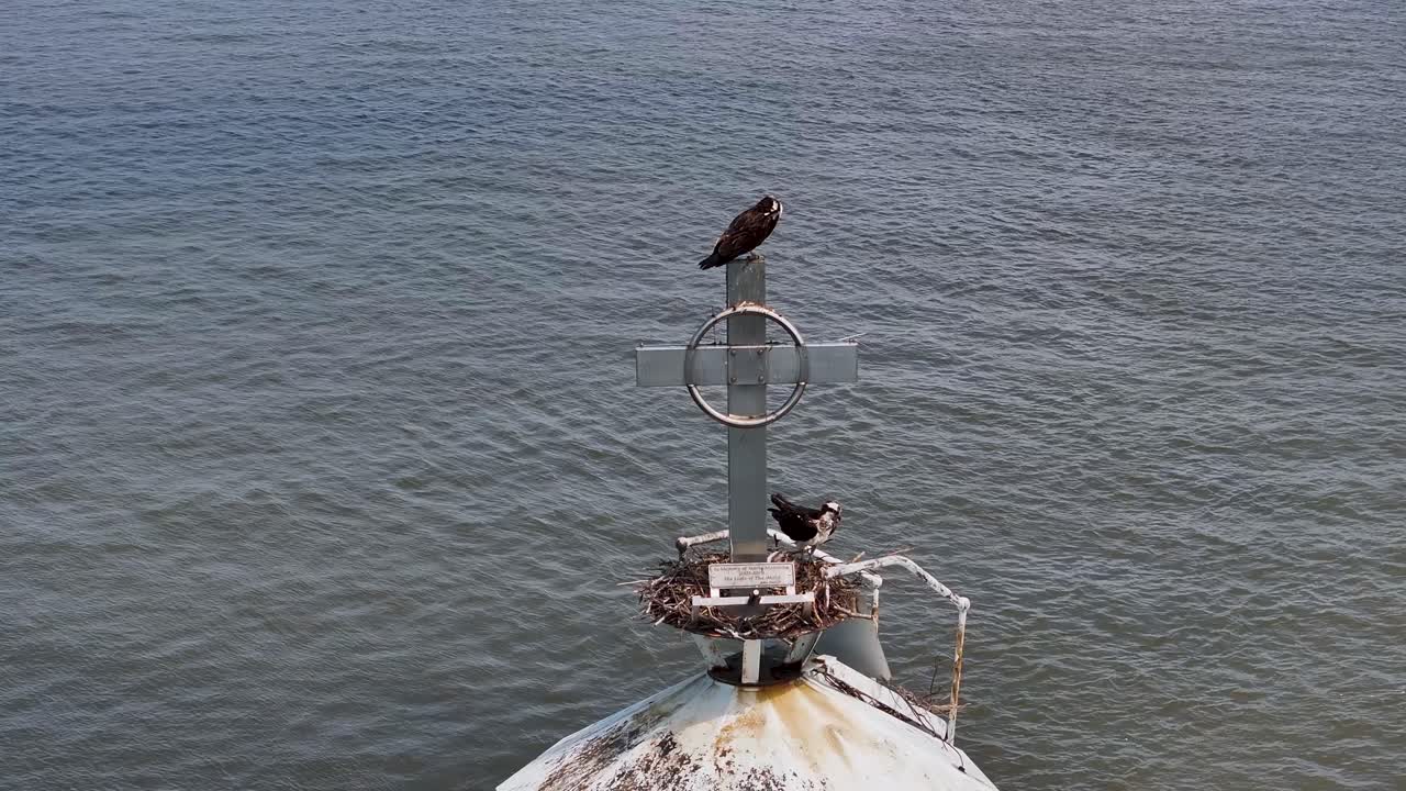 An Osprey Family nesting atop the Great Beds Lighthouse in Raritan Bay