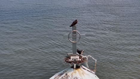 an osprey family nesting atop the great beds lighthouse in raritan bay