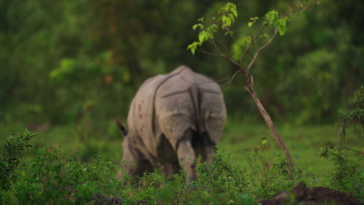 Un maestoso rinoceronte indiano si allontana attraverso i pascoli verdi e vibranti di un parco nazionale in India. Autentica scena di fauna selvatica per documentari sulla natura e la sostenibilità